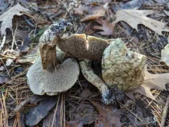 Sticky Bolete thumbnail 2