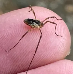 Oligolophus tridens thumbnail 3