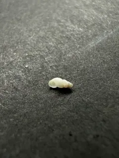 Pointed Cingula thumbnail 2