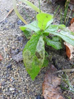 Calycomyza verbenae thumbnail 4