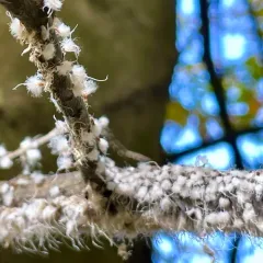 Beech Blight Aphid thumbnail 4
