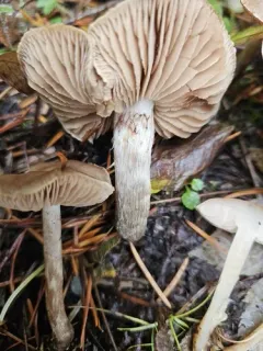 Hebeloma alpinicola thumbnail 2