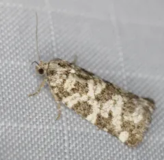 Spring Spruce Needle Moth thumbnail 4