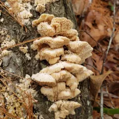 Irpiciporus mollis thumbnail 4