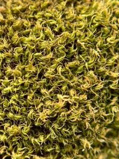 Syed's Thread-moss thumbnail 2