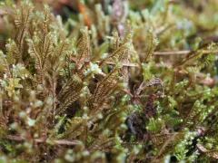 Plagiochila semidecurrens thumbnail 3