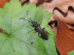 Coelichneumon vitalis thumbnail 3
