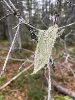 Usnea barbata thumbnail 2