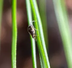 White Pine Aphid thumbnail 3