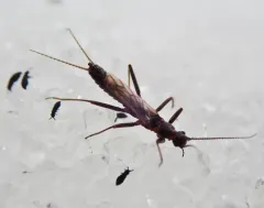 Pygmy Snowfly thumbnail 1