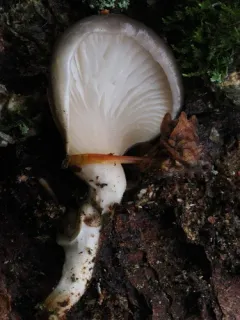 Indigo Oyster thumbnail 3