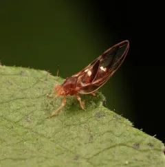 Blackberry Psyllid thumbnail 4