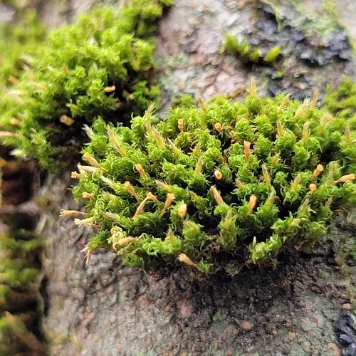 crisped pincushion