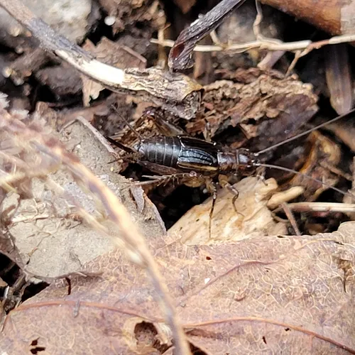 Carolina Ground Cricket