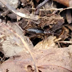 Carolina Ground Cricket thumbnail 1