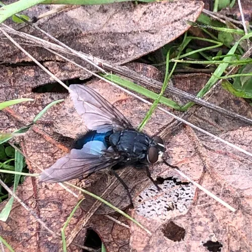 Shiny Blue Bottle Fly