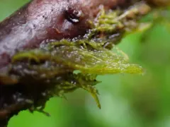 Iwatsukiella leucotricha thumbnail 3