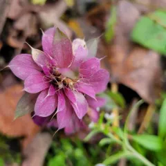 lemon beebalm thumbnail 1