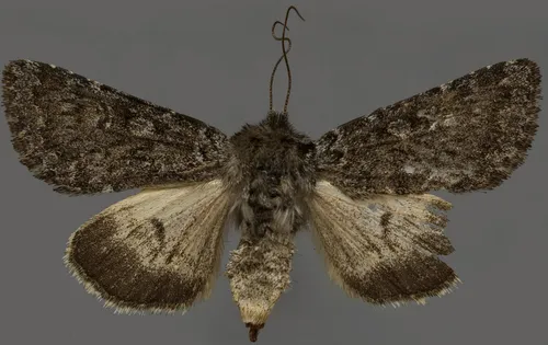 Lasionycta leucocycla
