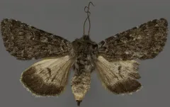 Lasionycta leucocycla thumbnail 1