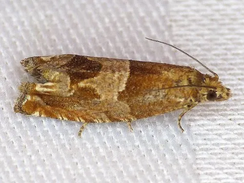 Hebrew Sonia Moth