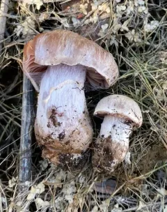 Cortinarius saturninus thumbnail 2
