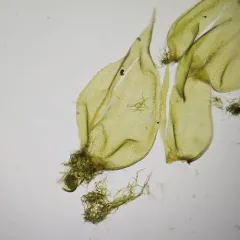Oake's Wood-moss thumbnail 4