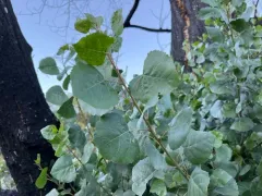 Frémont Cottonwood thumbnail 2