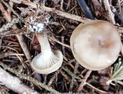 twotone funnel thumbnail 1