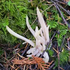 Clavaria fumosoides thumbnail 2