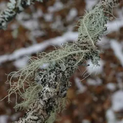 Fishbone Beard Lichen thumbnail 3