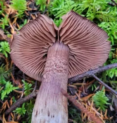 Cortinarius cacaocolor thumbnail 1