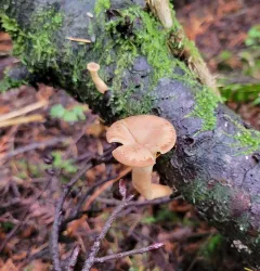 streaked clitocybe thumbnail 3
