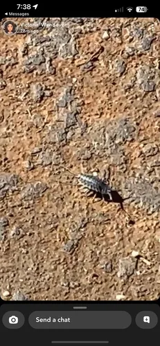 Wharf Louse