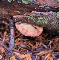 brown-staining cheese polypore thumbnail 1