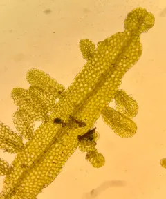 Forked Veilwort thumbnail 3
