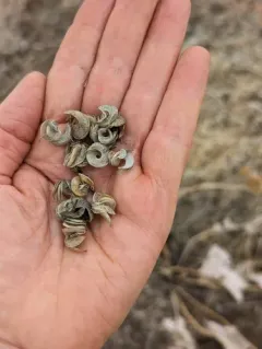 spiral-pod milk-vetch thumbnail 4