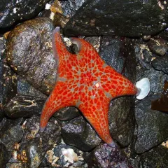 Leather Star thumbnail 3