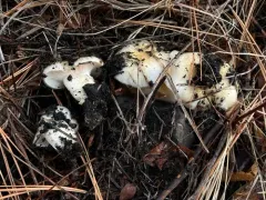 Hygrophorus gliocyclus thumbnail 4