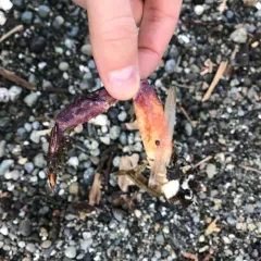 Red Rock Crab thumbnail 4