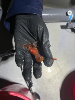 Ocean Shrimp thumbnail 3