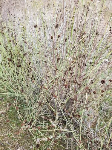 skeletonweed gall mite