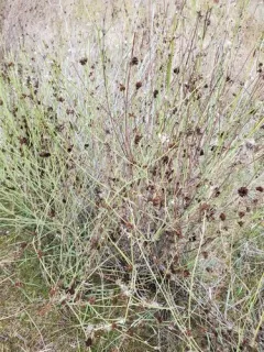 skeletonweed gall mite thumbnail 1