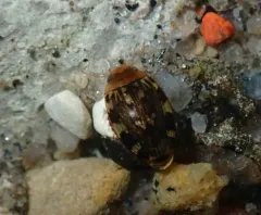 Dingy Diver thumbnail 4