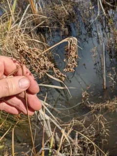 northeastern bulrush thumbnail 1