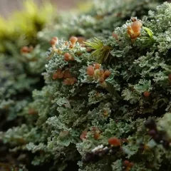 Stubby-stalked Cladonia thumbnail 4