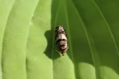 Epiblema iowana thumbnail 2