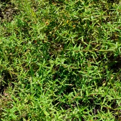 rough buttonweed thumbnail 3