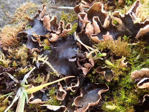Peltigera hymenina