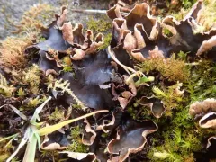 Peltigera hymenina thumbnail 1